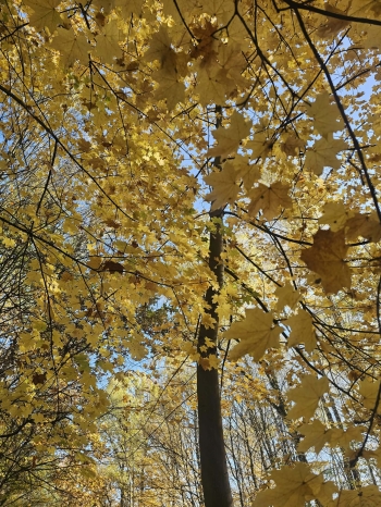 Messenger_creation_39192239-B876-477D-A869-44259B8E3480.jpeg